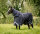 Rambo® Optimo Plus 0g Navy/ Thunderstorm Grey & Silver-Back length 140cm (CD) / Body length 191cm 75" (A-B)