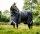 Rambo® Optimo Plus 0g Navy/ Thunderstorm Grey & Silver-Back length 140cm (CD) / Body length 191cm 75" (A-B)