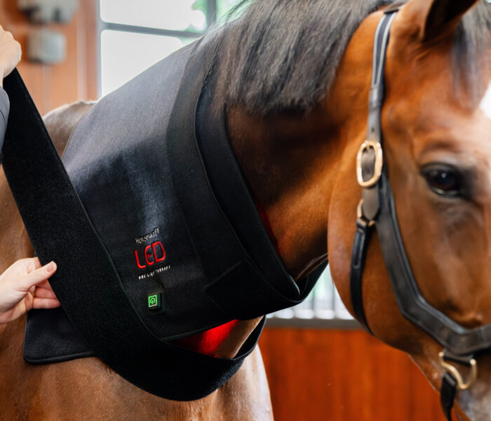 Fabricant de thérapie léger à cheval personnalisable, usine | Rouge