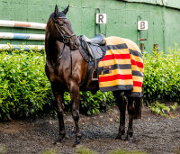 Horseware® Newmarket Fleece Cooler Witney Gold Longueur du dos 140 cm (C-D) / Longueur du corps 191 cm 75” (A-B)
