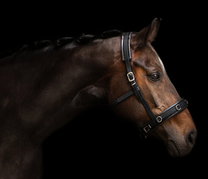 Equizaum® STANDARD