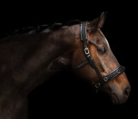 Equizaum® STANDARD