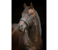 Equizaum® STANDARD