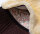 Bareback Lambskin Saddle IBERICA PLUS Shetland Brown / Brown / Natural