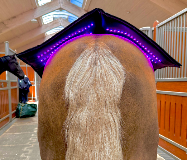 Kaution Equine LTS Topline